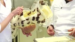 Chocolate Easter Bunny production at Confiserie Felicitas in Italy Stock Footage
