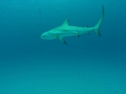Fishing line, shark on hook, underwater, Bahamas  Stock Footage
