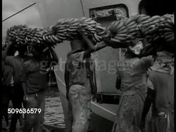 1940: BRITISH WEST INDIES: Cargo ship (Cavelier) in dock, people carrying banana stalks on top of heads, loading fruit onto ship. Black workers on ship moving sacks in cargo hold. People carry long stalks on heads passing windmill, possibly sugar cane Instructional Video