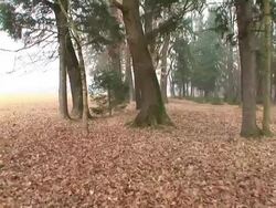 HD STEADYCAM: A walk in the forest Stock Footage