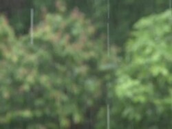 Rain in jungle, Maliau Basin, Sabah, Borneo Stock Footage