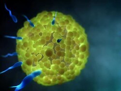 Sperm and Egg Stock Footage