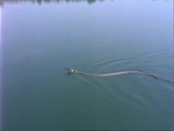 MS Grass snake swimming, UK Stock Footage