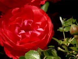 CU View of bloom red rose / Koblenz, Rhineland-Palatinate, Germany Stock Footage