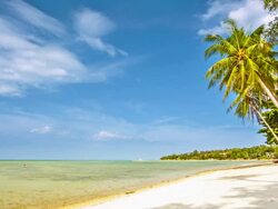 Palm tree beach Stock Footage