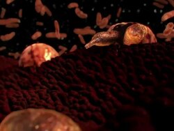 Extreme Close Up push-out - White blood cells attach to biological tissue near floating parasites in a computer-generated animation. Stock Footage