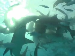 Low Angle hand-held - Sharks swarm around a chunk of meat dangling from a rope in the ocean. Stock Footage