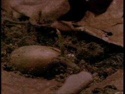 T/L MCU Oak acorn germination Stock Footage
