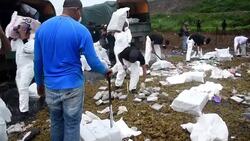 CLEAN : Over 6 tons of cocaine burned by anti narcotics police in Panama News Clip