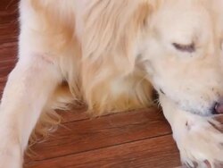 Golden Retriever Dog Scratching His Itchy Skin Stock Footage