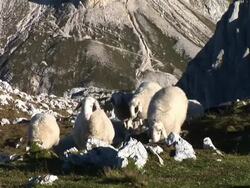 HD: Flock of sheep Stock Footage