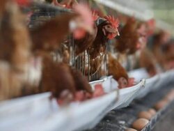 Eggs chicken farm Stock Footage