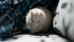 White rat washes Stock Footage
