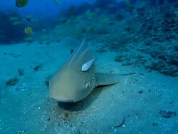 CU POV Shot of Zebra shark resting on sea floor next to rocks then swims off / Matola, Maputo, Mozambique Stock Footage