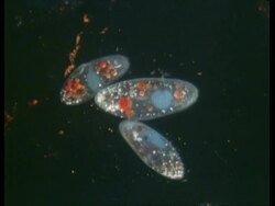 MS microscopic view of 3 Paramecium Stock Footage