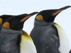 CU Shot of three King Penguins in snowfall / Santa Monica Beach, California, United States Stock Footage