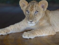 Lion Cub. Stock Footage