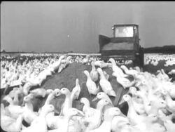 DUCK FARM News Clip