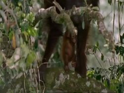 MS Orang utan (Pongo pygmaeus) mother asleep in tree, Baby orang utan lowers itself to lower branch to investigate surroundings, Malaysia Stock Footage