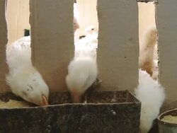 HD: Hens Pecking Food Stock Footage