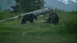 Bears inspect a dummy in a field. Stock Footage