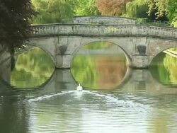 MS Shot of swan floating on River Cam by Kings College Cambridge / Cambridge, Cambridgeshire, United Kingdom Stock Footage