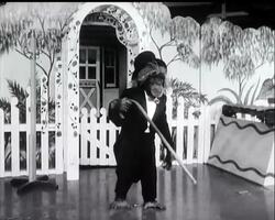 MONKEY TRICKS - News Clip