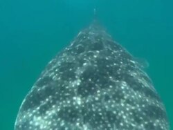 Whale shark, head on to camera, Mozambique  Stock Footage