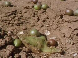 Tumbleweed (Brunsvigia bosmaniae) seeds on ground, Namaqualand, South Africa Stock Footage
