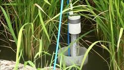 CLEAN : Japans sacred rice farms rotting from inside News Clip