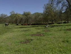 Pan of cattle ranch. Stock Footage