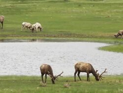 MS PAN Shot of Bull elk and bighorn rams grazing at dusk / Estes Park, Colorado, United States Stock Footage