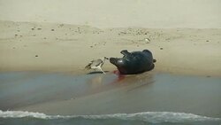 A seagull scavenges a dying seal that lies on a beach. Stock Footage