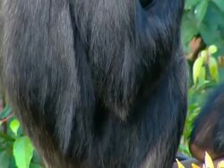 MCU High angle Chimpanzee reaching up to hold newborn baby's hand as it emerges from behind mothers back Stock Footage