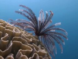 CU View of Featherstar on brain coral / Visayan Islands, The Visayans, Philippines   Stock Footage