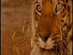 CU tilt up to Royal Bengal tiger, Panthera tigris tigris, face, wide eyed, Bandhavgarh National Park, India Stock Footage