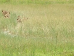 MS PAN Shot of Lion pride walking through shallow floodplain waters / Okavango Delta, North West District, Botswana Stock Footage