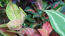 HD Panning: Small shrub in the garden Stock Footage