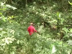 MS TS Shot of ugandan men and  tourist walking down / bwindi, kabale, uganda Stock Footage