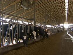 Interior shot of a large barn with cattle consuming the dairy feed. Stock Footage
