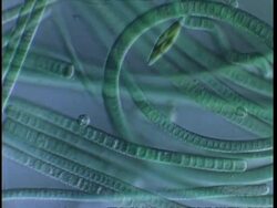T/L blue green algae filaments moving; procaryote cell (Oscillatoriales) and diatom Stock Footage
