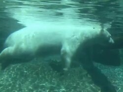 Polar Bear Stock Footage