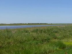 WS View of Marsh / Werribee, Victoria, Australia Stock Footage