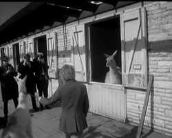 ZOO BABIES News Clip