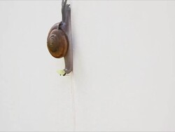 The Snail walking on wall of house. Stock Footage
