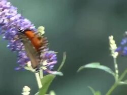Blue flower with monarch butterfly Stock Footage