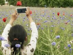 Teenage girl taking mobile photos in Cornflower field Stock Footage