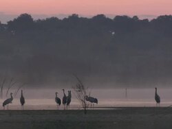 European Cranes (Grus grus) under hazy, pink sky, North East Extremadura in Dehesa. Stock Footage