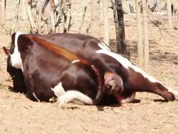 Cow calving Stock Footage