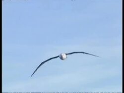 MS Albatross flying in sky, Antarctica Stock Footage